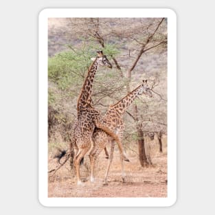 Serengeti Giraffe #4 Sticker